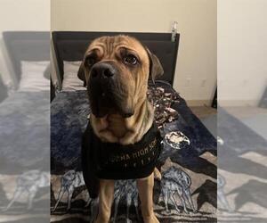 Mutt Dogs for adoption in San Antonio, TX, USA