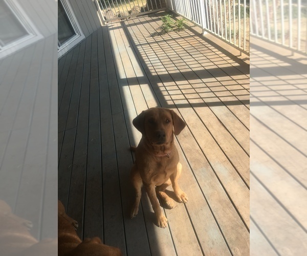 Medium Photo #1 Labrador Retriever Puppy For Sale in LINCOLN, CA, USA