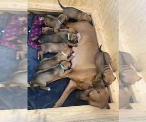 Rhodesian Ridgeback Litter for sale in KELLER, TX, USA