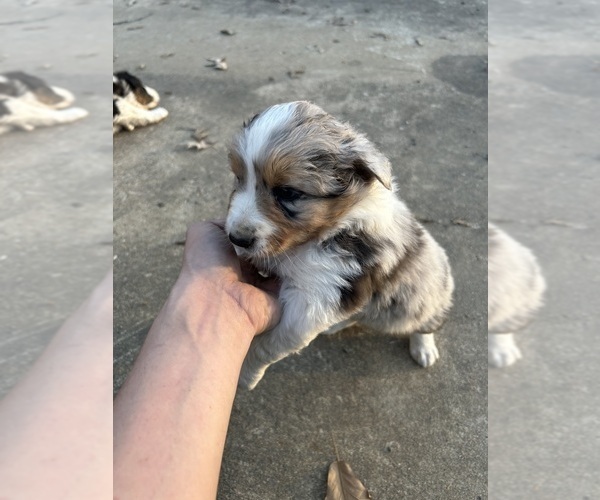 Medium Photo #1 Australian Shepherd Puppy For Sale in MONROE, LA, USA