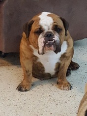 Mother of the Bulldog puppies born on 08/20/2016