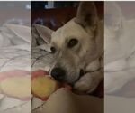 Small #2 Huskies  Mix
