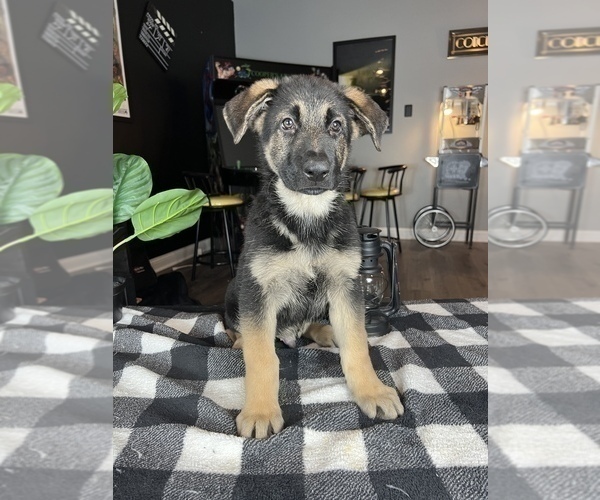 Medium Photo #9 German Shepherd Dog Puppy For Sale in FRANKLIN, IN, USA
