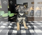 Small Photo #9 German Shepherd Dog Puppy For Sale in FRANKLIN, IN, USA