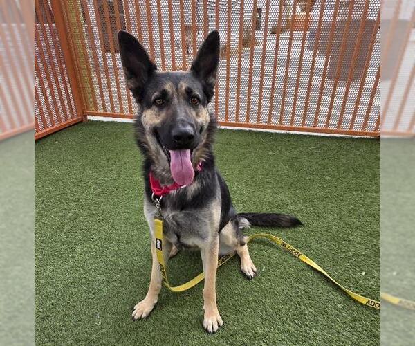Medium Photo #1 German Shepherd Dog-Unknown Mix Puppy For Sale in Las Vegas, NV, USA