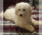 Small Photo #1 Coton de Tulear Puppy For Sale in HORSE BRANCH, KY, USA