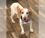 Small #1 Beagle