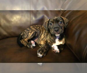 American Pit Bull Terrier-Labrador Retriever Mix Dogs for adoption in Princeton, MN, USA