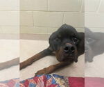 Small #1 Rottweiler Mix