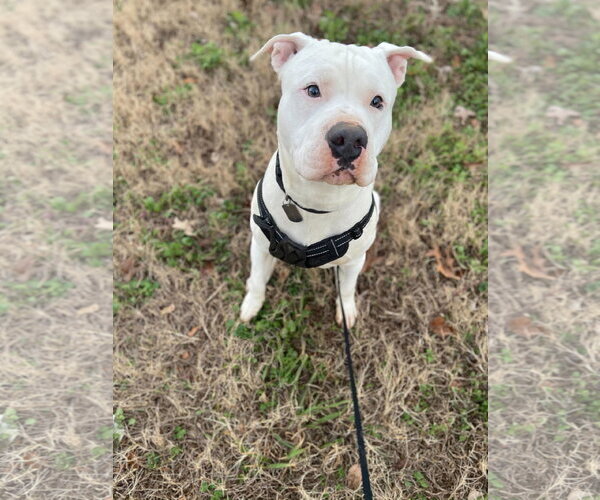 Medium Photo #6 American Bulldog Puppy For Sale in Pacolet, SC, USA