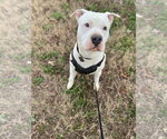 Small #5 American Bulldog