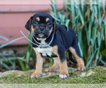 Small #1 Jug-Treeing Walker Coonhound Mix