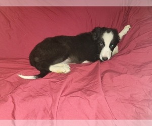 Border Collie Puppy for sale in AIKEN, SC, USA