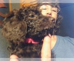 Puppy Lucy Labradoodle