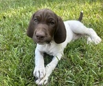 Puppy Sprout German Shorthaired Pointer