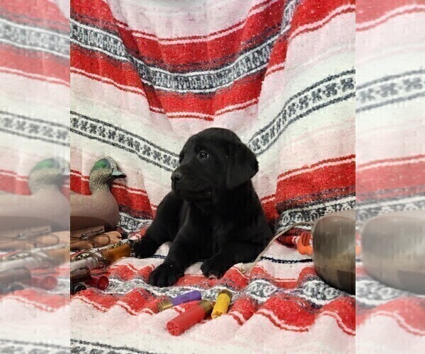 Medium Photo #51 Labrador Retriever Puppy For Sale in MERIDEN, KS, USA
