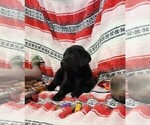Small Photo #51 Labrador Retriever Puppy For Sale in MERIDEN, KS, USA