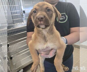 Australian Shepherd-Unknown Mix Dogs for adoption in Washington, DC, USA