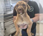 Small Australian Shepherd Mix