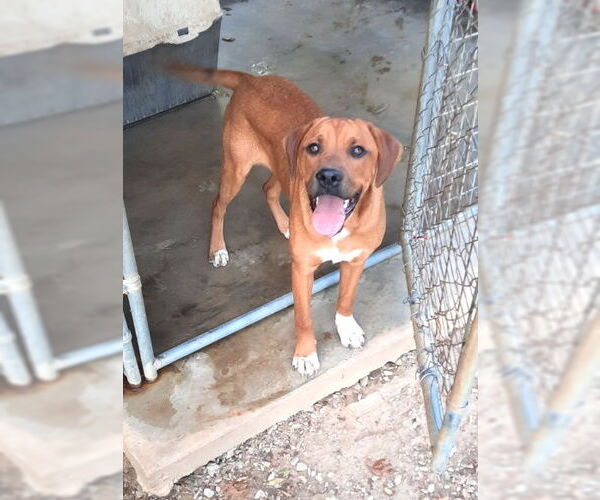 Medium Photo #9 Mountain Cur-Unknown Mix Puppy For Sale in Mountain View, AR, USA