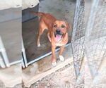 Small #8 Mountain Cur Mix