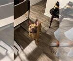 Small American Staffordshire Terrier Mix