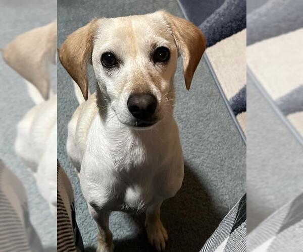 Medium Photo #2 Labrador Retriever-Unknown Mix Puppy For Sale in San Antonio, TX, USA