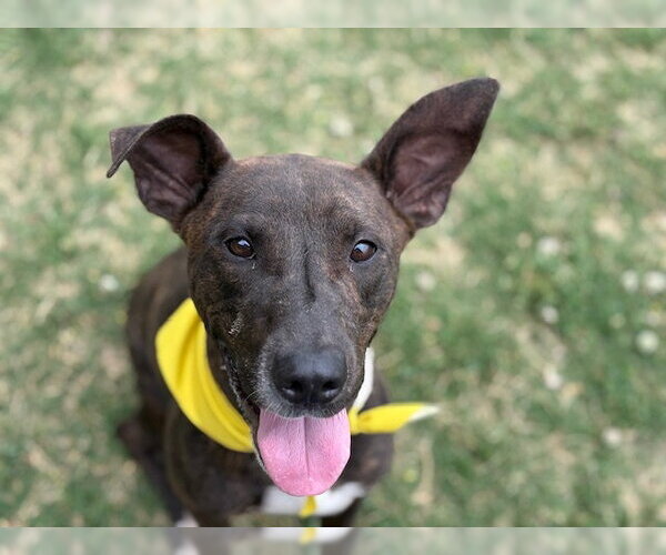 Medium Photo #3 Mutt Puppy For Sale in Tulsa, OK, USA