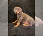 Small Photo #42 Doberman Pinscher Puppy For Sale in YUCCA VALLEY, CA, USA