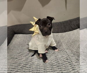 American Staffordshire Terrier-Boxer Mix Dogs for adoption in MIDWAY, UT, USA