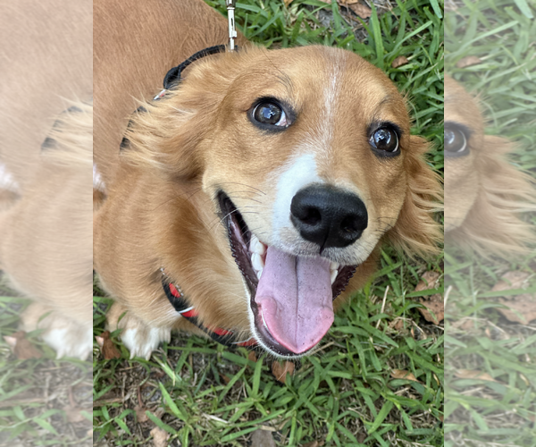 Medium Photo #3 Dachshund-Unknown Mix Puppy For Sale in Weston, FL, USA