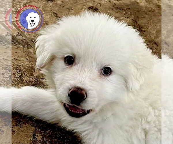 Medium Photo #1 Great Pyrenees Puppy For Sale in Spring, TX, USA