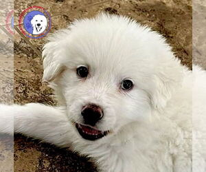 Great Pyrenees Dogs for adoption in Spring, TX, USA