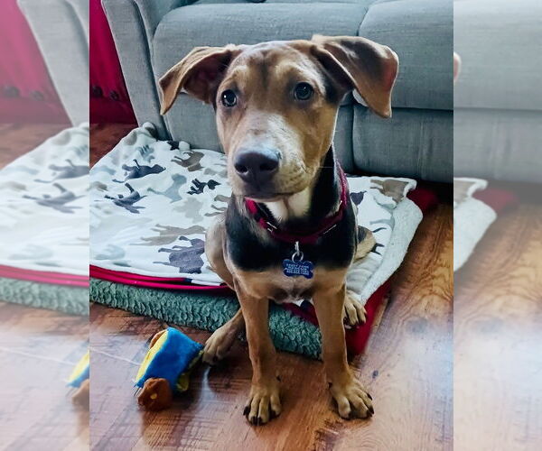 Medium Photo #8 Labrador Retriever-Unknown Mix Puppy For Sale in Oak Bluffs, MA, USA