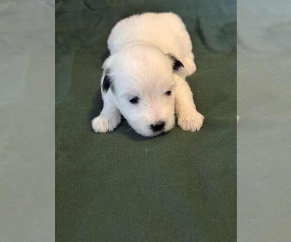 Medium Photo #15 Coton de Tulear Puppy For Sale in TIMBER, OR, USA