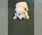 Small Photo #15 Coton de Tulear Puppy For Sale in TIMBER, OR, USA