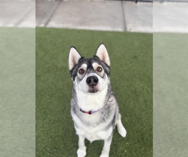 Medium Photo #3 Siberian Husky-Unknown Mix Puppy For Sale in Elk Grove, CA, USA