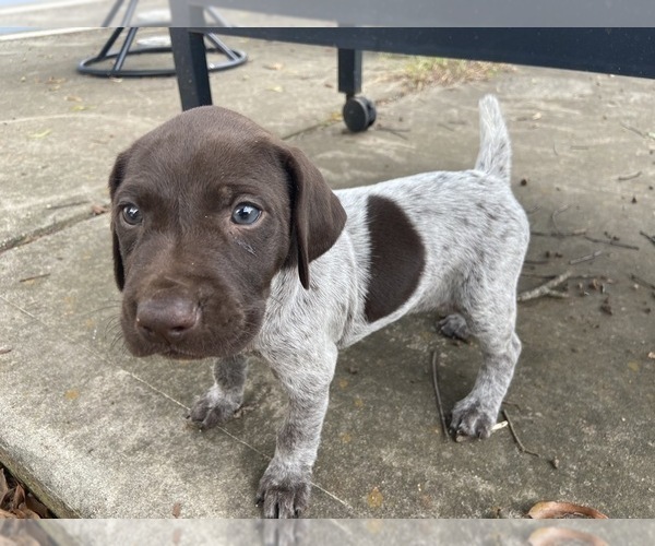Medium Photo #13 German Shorthaired Pointer Puppy For Sale in CONCORD, NC, USA