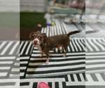 Small #1 Chihuahua