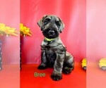 Puppy Bree Schnauzer (Giant)