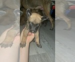 Small Photo #20 Belgian Malinois Puppy For Sale in SQUAW VALLEY, CA, USA