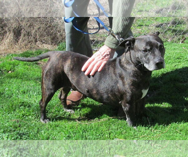 Medium Photo #1 Boston Terrier-Unknown Mix Puppy For Sale in Harrison, AR, USA