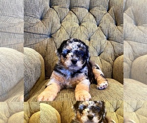 Aussiedoodle Miniature  Puppy for sale in SALEM, MO, USA