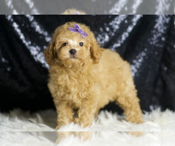 Medium Photo #5 Poodle (Toy) Puppy For Sale in WARSAW, IN, USA