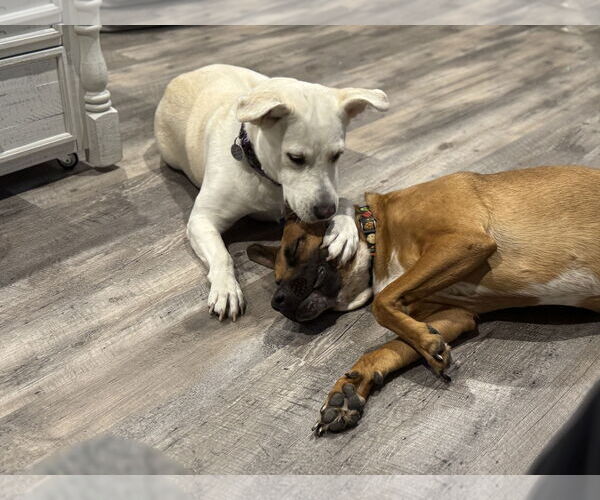Medium Photo #9 Labrador Retriever-Unknown Mix Puppy For Sale in San Diego, CA, USA