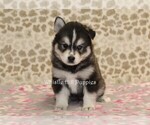 Small Photo #2 Pomsky Puppy For Sale in DENVER, PA, USA