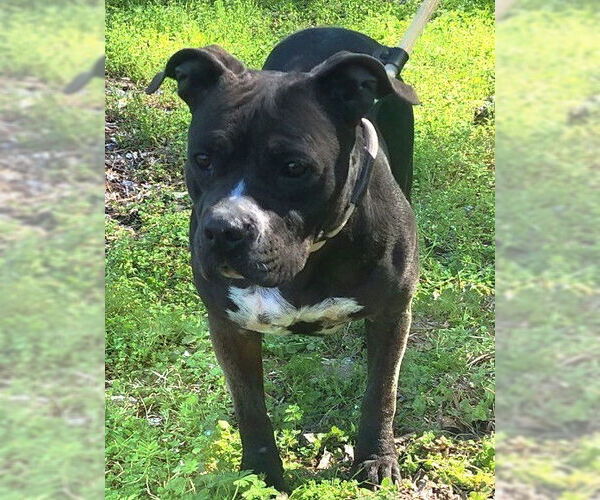 Medium Photo #4 Bulldog Puppy For Sale in Wetumpka, AL, USA