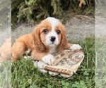 Small #4 Cavalier King Charles Spaniel-Miniature Bernedoodle Mix