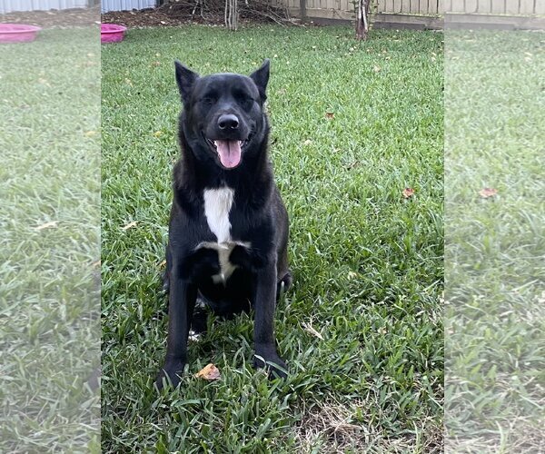 Medium Photo #14 Mutt Puppy For Sale in Spring, TX, USA