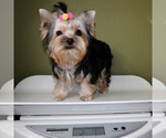 Small #4 Yorkshire Terrier